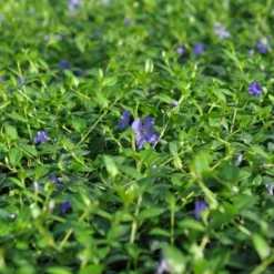 Vinca Minor Norðîc® 'Select' (Vintergrøn), Salgshøjde: 10 Cm