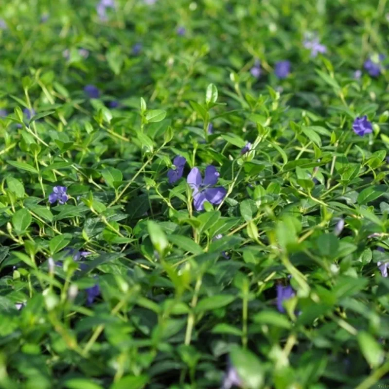 Vinca Minor Norðîc® 'Select' (Vintergrøn), Salgshøjde: 10 Cm 3 Vinca Minor Norðîc® 'Select' (Vintergrøn), Salgshøjde: 10 Cm