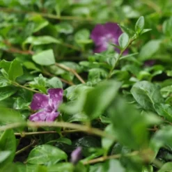 VINCA MINOR 'RUBIN' (Rød Vintergrøn), Salgshøjde: 10 Cm Potte
