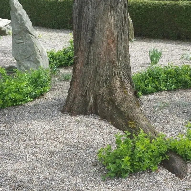 EUONY. F. Norðîc® 'GREEN CHOIZ®' (Opret Benved), Salgshøjde: 10 Cm Potte 15-20 Cm 3 EUONY. F. Norðîc® 'GREEN CHOIZ®' (Opret Benved), Salgshøjde: 10 Cm Potte 15-20 Cm