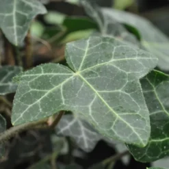 Hedera Helix Norðîc® 'Hevil' (Småbladet Vedbend), Salgshøjde: 60- Cm