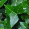 Hedera Helix Norðîc® 'Hesma' (Vedbend), Salgshøjde: 60- Cm -Planter Butik nybd 703800000001
