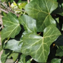 Hedera Hibernica Norðîc® 'Hestor' (Vedbend), Salgshøjde: 60- Cm