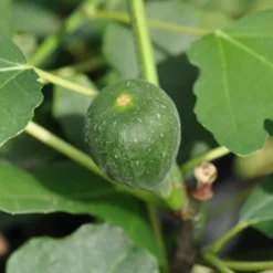 FICUS CARICA 'GUDHJEM' (Bornholmsk Figen), Salgshøjde: Potte 110 Cm Stammehøjde 5 L