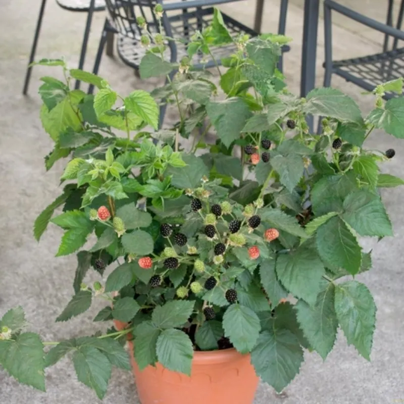 RUBUS FRUT.'LITTLE BLACK PRINCE'®Kat.CAC (Krukkebrombær), Salgshøjde: Potte 40- Cm 3,5 L 3 RUBUS FRUT.'LITTLE BLACK PRINCE'®Kat.CAC (Krukkebrombær), Salgshøjde: Potte 40- Cm 3,5 L