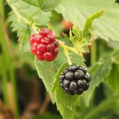 RUBUS FRUT. 'LOCH NESS' Kat. CAC (Brombær), Salgshøjde: Potte 60 Cm