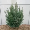 Taxus Baccata (Alm. Taks), Salgshøjde: 50-60 Cm 2 Taxus Baccata (Alm. Taks), Salgshøjde: 50-60 Cm -Planter Butik nyh 16021410001