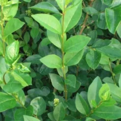 Ligustrum Ovalifolium ( Storbladet Liguster) Salgsh: 30-50 Cm.  (Barrodet Bundt M/10 Stk)