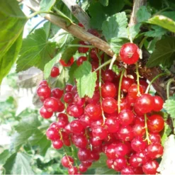 Ribs 'Rød Hollandsk'