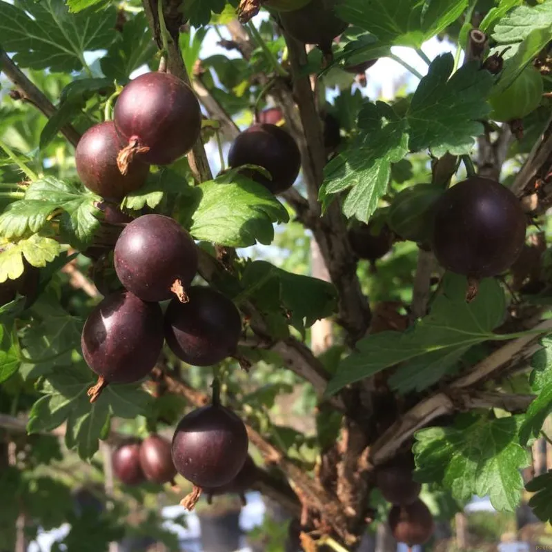 Rød Næsten Tornfri Stikkelsbær 'Captivator' 3 Rød Næsten Tornfri Stikkelsbær 'Captivator'