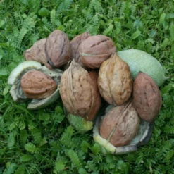 Podet Storfrugtet Valnød 'Rita'