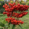 Sorbus 'Dodong' (KOREANSK RØN) Højde 150-175 Cm 1 Sorbus 'Dodong' (KOREANSK RØN) Højde 150-175 Cm -Planter Butik stjct 02075716 4051 1