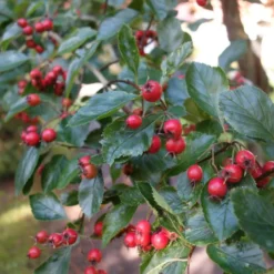Crataegus Crus-galli (HANESPORETJØRN) Højde 175-200 Cm