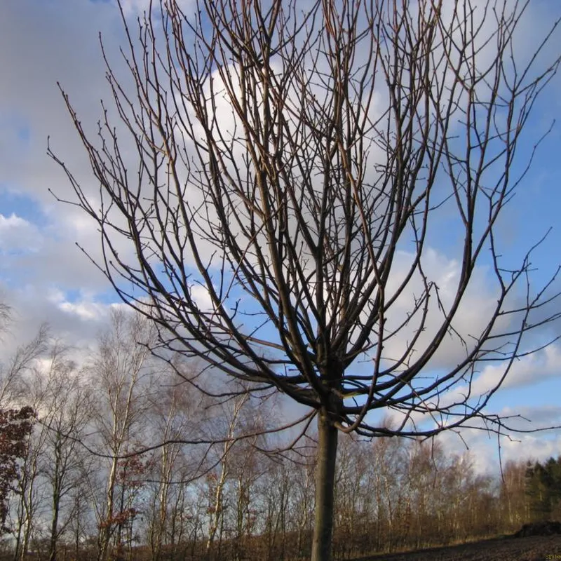 Tilia Cordata 'Green Globe' (KUGLELIND) Stammehøjde 150 Cm 3 Tilia Cordata 'Green Globe' (KUGLELIND) Stammehøjde 150 Cm