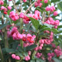 Euonymus Phellomanus (VINGET BENVED) Højde 40-60  cm