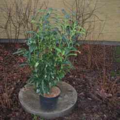 Prunus Laur. 'Novita' Højde 125-150 Cm
