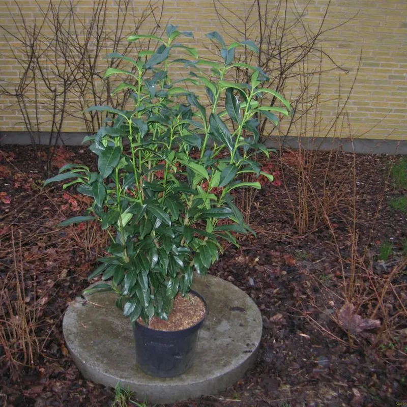 Prunus Laur. 'Novita' Højde 125-150 Cm 3 Prunus Laur. 'Novita' Højde 125-150 Cm