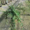 Cotoneaster Micr. 'Streibs Findling' (DVÆRGMISPEL) Stammehøjde 60 Cm -Planter Butik stjst 02075716 2581 1