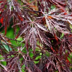 Acer Palm. 'Inaba Shidara' (JAPANSK DVÆRGLØN) Stammehøjde 50 Cm