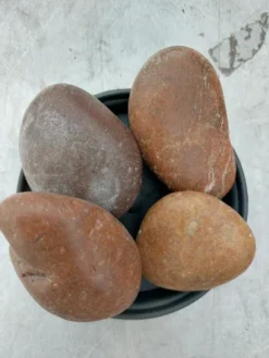 Pyntesten Rødmix 5-10 Cm