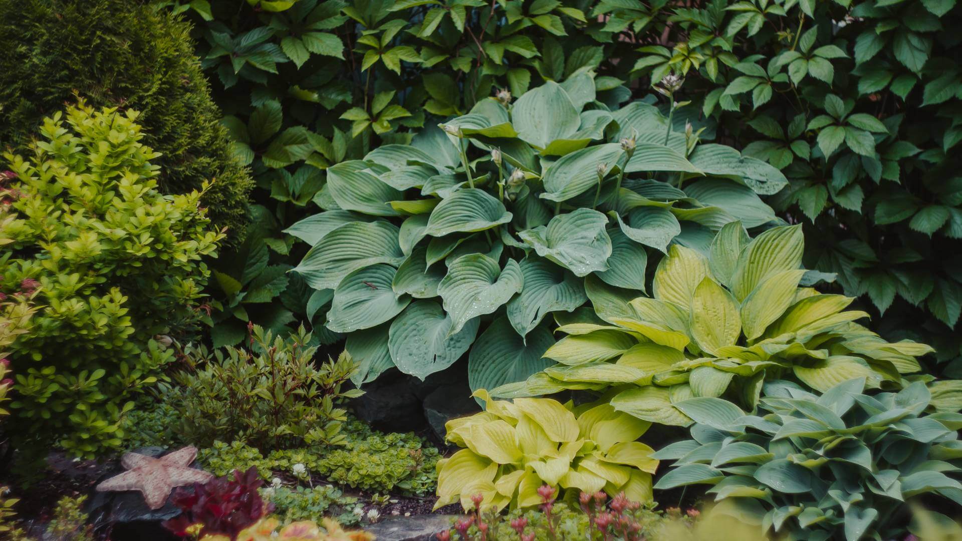 Planter Butik -Planter Butik Hello Hello Plants lush and leafy hosta colourful